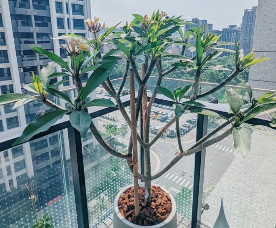 雞蛋花黃葉原因 雞蛋花黃葉原因