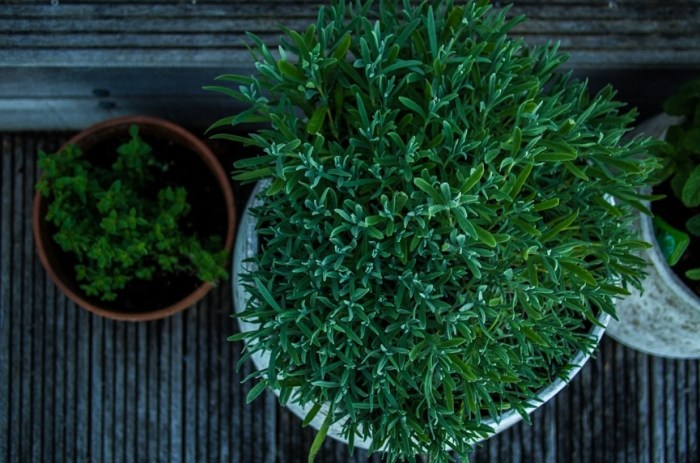 陽台種菜土壤配方 陽台種菜土壤配方