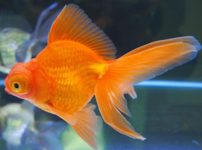 金魚品種推薦 金魚品種推薦