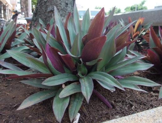 紫背萬年青食用方法 紫背萬年青食用方法