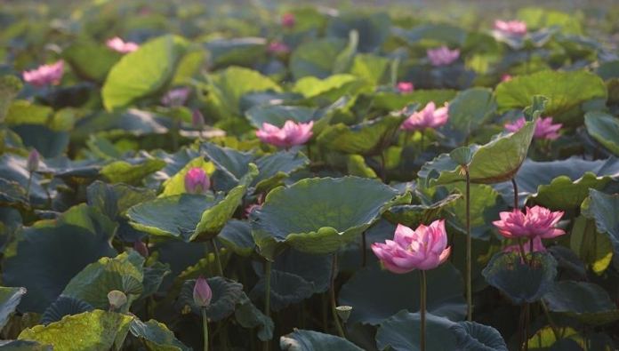 越南荷花 越南荷花