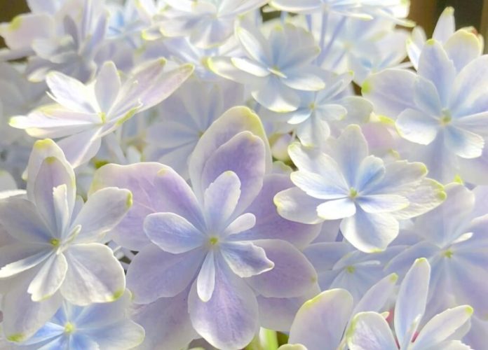 屬於自己的花語