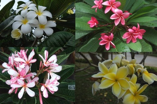 雞蛋花肥料 雞蛋花肥料