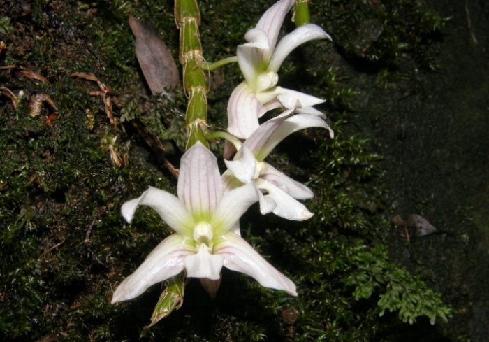蘭花肥料使用方法