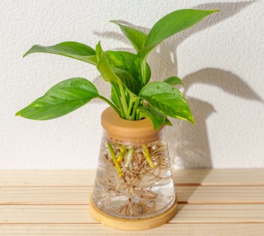 水耕植物蟲害 水耕植物蟲害