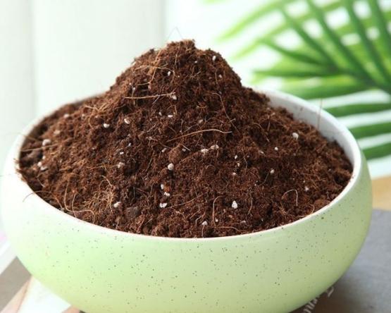 金錢樹養護 金錢樹養護