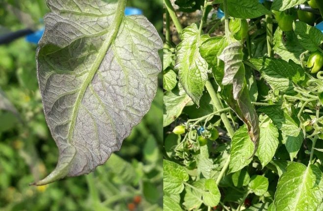 番茄葉子變紫色