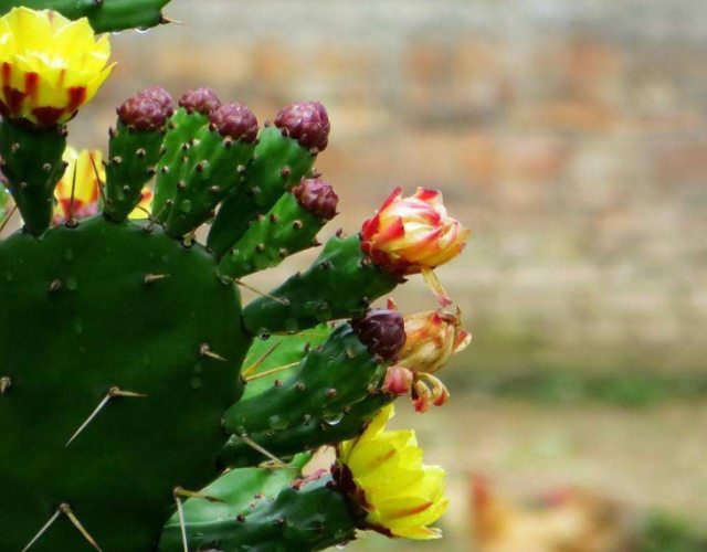 仙人掌種植方法