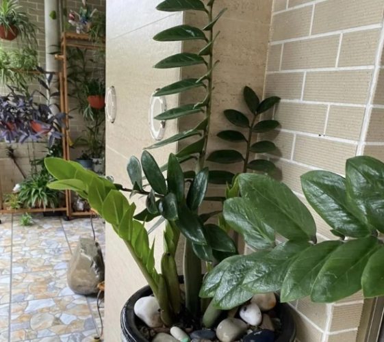 室內植物施肥 室內植物施肥