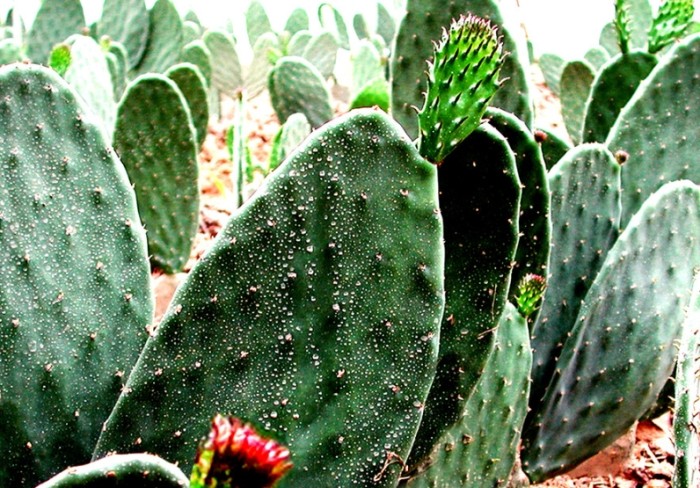 仙人掌砍半注意事項