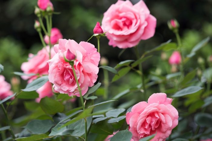 玫瑰花葉子枯萎