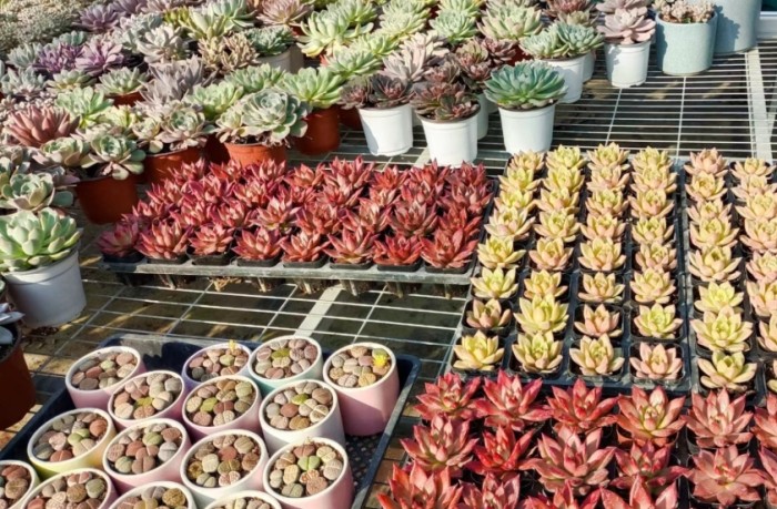 多肉植物側芽處理