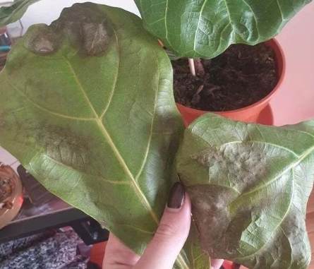 琴葉榕 養護技巧 琴葉榕 養護技巧