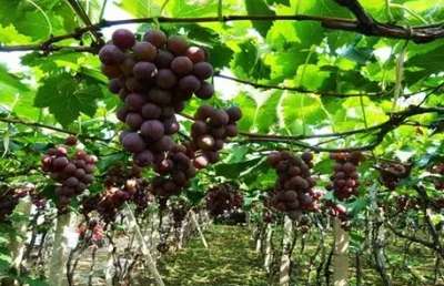 葡萄栽培技術 葡萄栽培技術