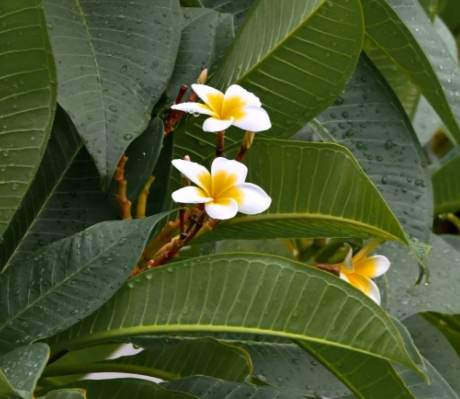 雞蛋花養護 雞蛋花養護