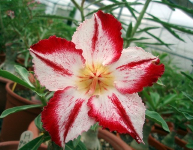 多肉植物如何養胖