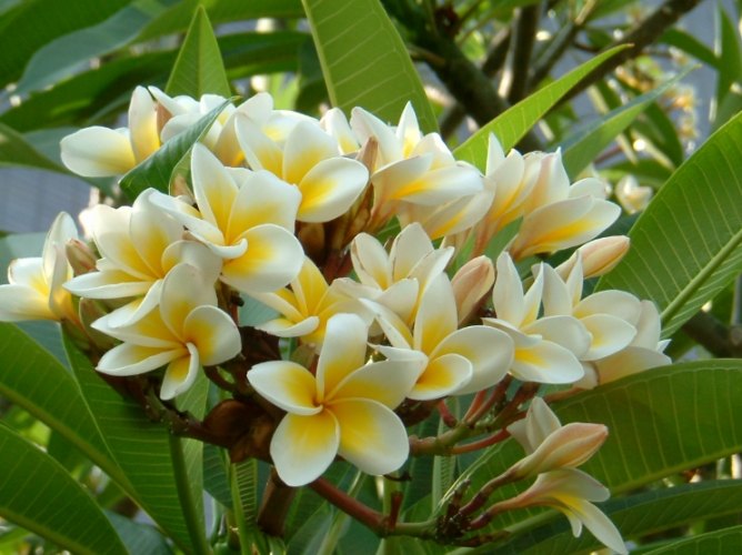 雞蛋花掉葉子 雞蛋花掉葉子