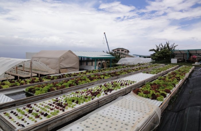 魚菜共生系統 魚菜共生系統