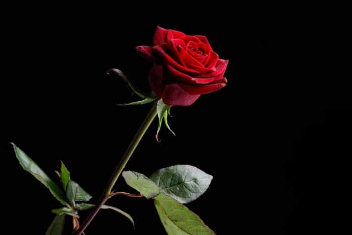 花瓣計數 花瓣計數