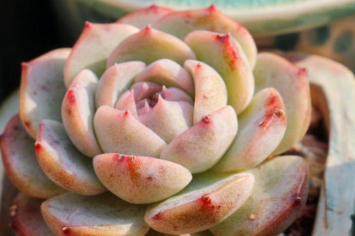 多肉植物光照 多肉植物光照