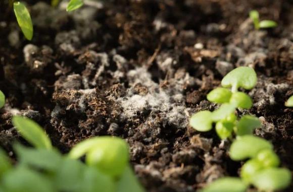 盆栽霉菌處理 盆栽霉菌處理