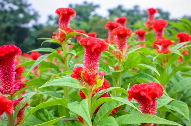 雞蛋花樹葉變黃 雞蛋花樹葉變黃