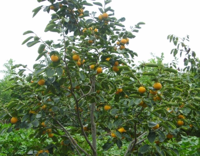 高壓繁殖柿子 高壓繁殖柿子