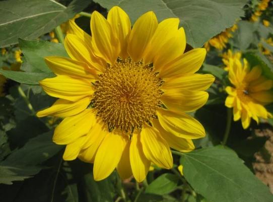 向日葵花盤種植 向日葵花盤種植