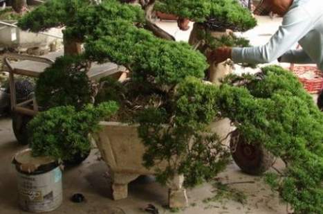 罗汉松造型设计