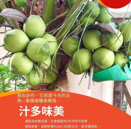 椰子種植方法 椰子種植方法