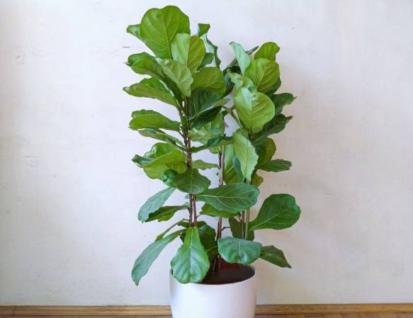 琴葉榕 枯葉 原因 琴葉榕 枯葉 原因