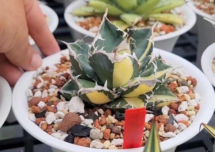 多肉植物土香港推薦