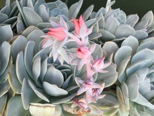 室內種植石蓮花 室內種植石蓮花