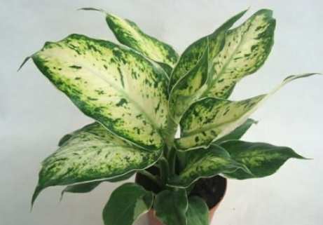 斑馬萬年青養護