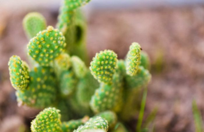 仙人掌施肥方法