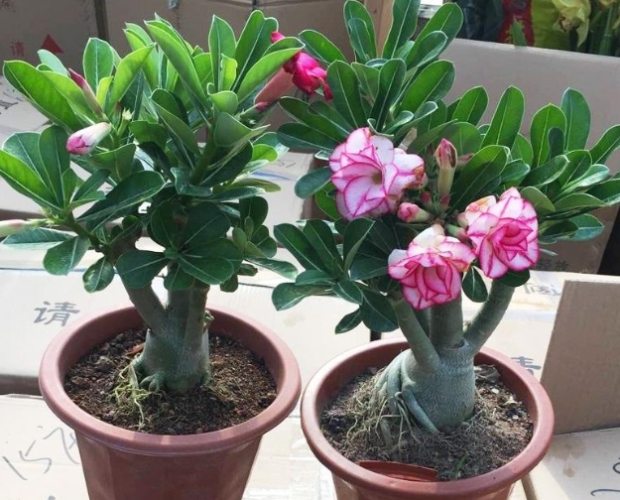 沙漠玫瑰變瘦 沙漠玫瑰變瘦