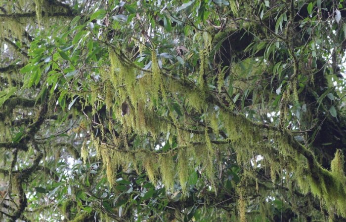松蘿好處 松蘿好處