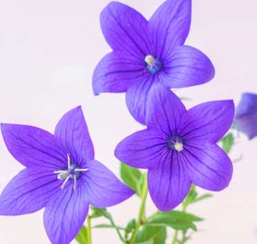 桔梗花色系 桔梗花色系