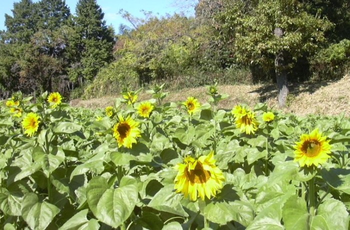 向日葵結構 向日葵結構