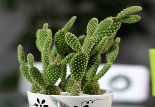 仙人掌救活方法 仙人掌救活方法