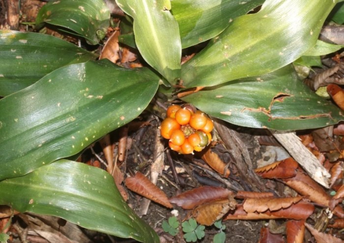 如意萬年青 養護