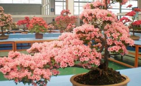 杜鵑花養護方法 杜鵑花養護方法