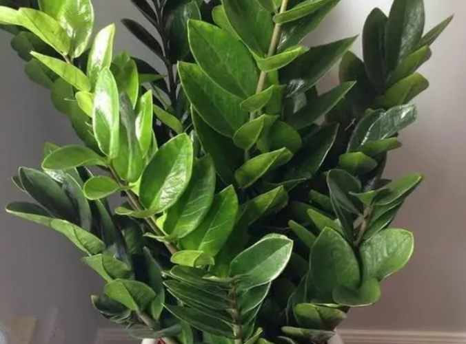 金钱树中毒症状