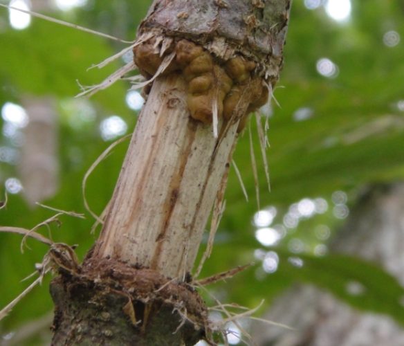壓條法優缺點 壓條法優缺點