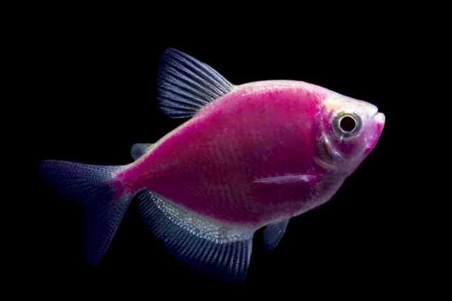 螢光磚魚價格 螢光磚魚價格