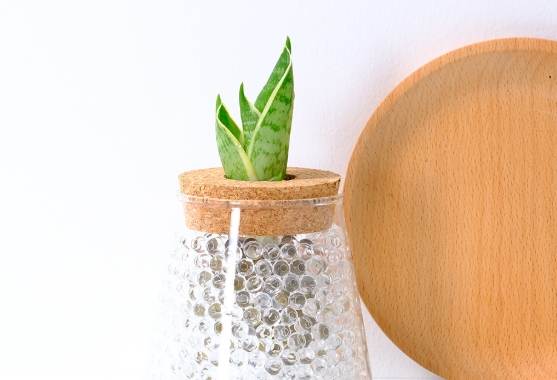 虎尾蘭肥料 虎尾蘭肥料