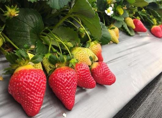 戀香草莓缺點 戀香草莓缺點