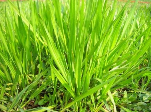 禾本科植物種類