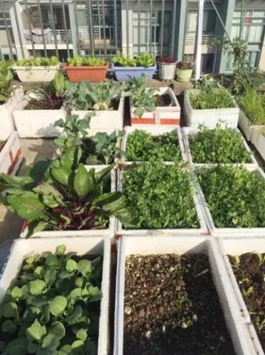 陽台種菜入門 陽台種菜入門