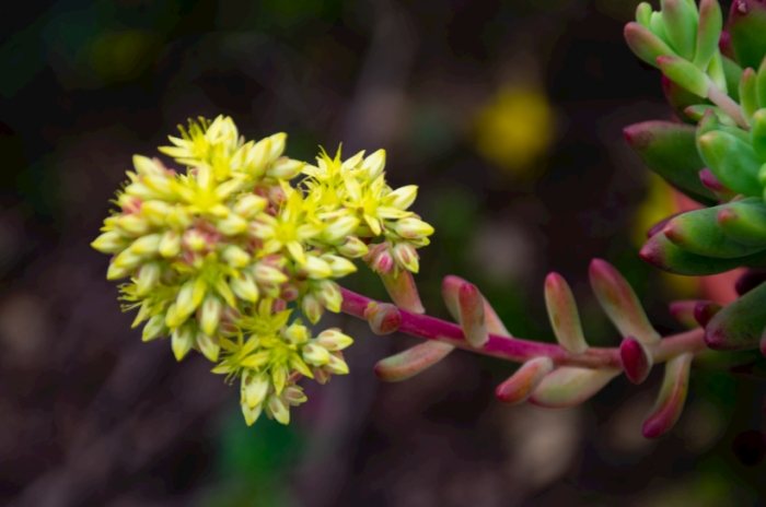 多肉植物側芽處理